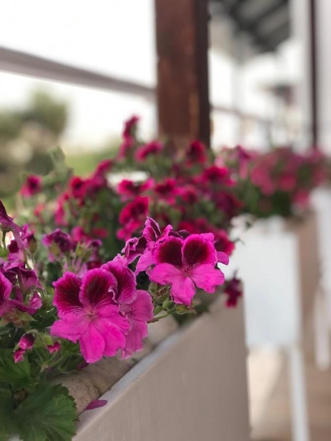 Geranium