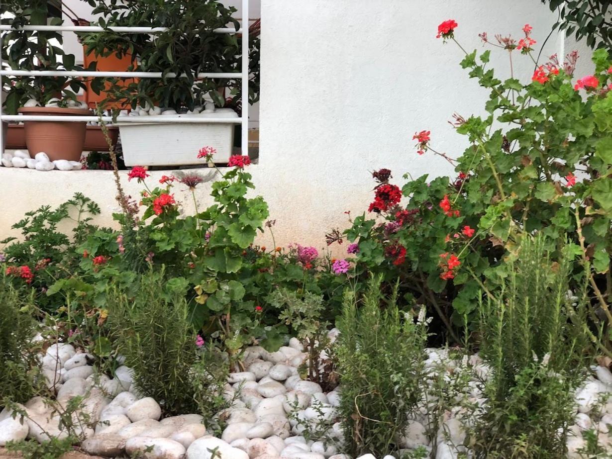 Geranium Ksamil